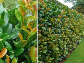 Vavrínovec lekársky Novita (3)