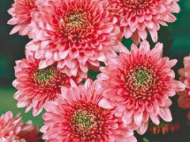 Chryzantéma Sonja (1)