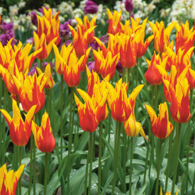 Fire Wings tulipán (8)