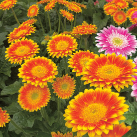 Gerbera Sweet Blaze oranžová/žltá (3)
