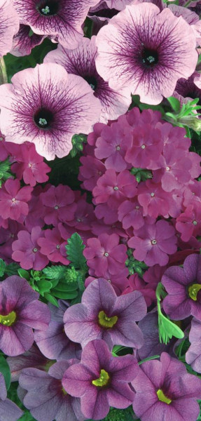 Confetti Garden Purple Cleopatra (4) Akcia!