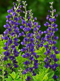 Baptisia tmavofialová (1 )