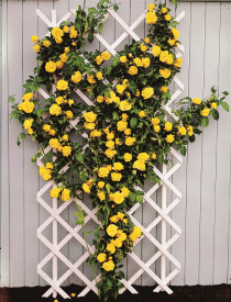 Royal Gold žltá popínavá ruža v kontajneri