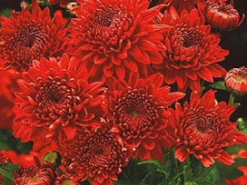 Chryzantéma 'Feuerzauber'