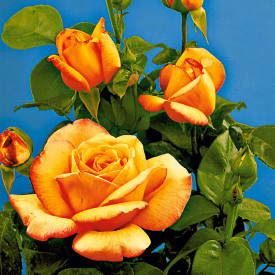 Gloria Dei ruža v kontajneri