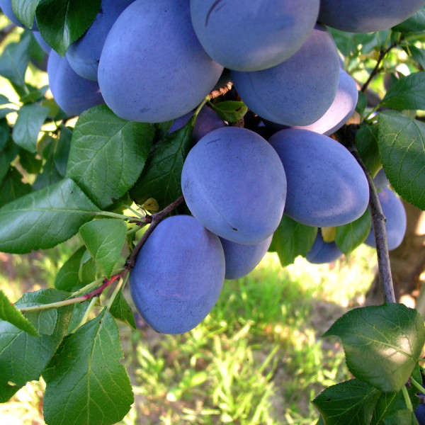 Top Taste slivka