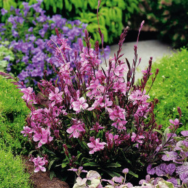 Gaura Lindheimerova - veľký kvetináč