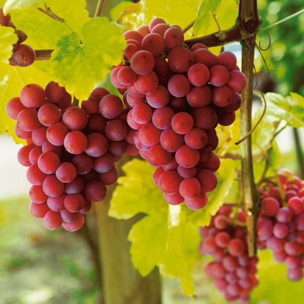 Modré bezsem.hrozno Vanessa