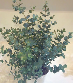 Eukalyptus ker