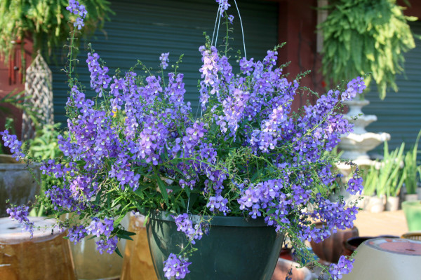 Angelonia Blue