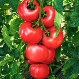 Paradajky Honey Moon