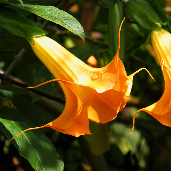 Anjelské trúby, oranžová