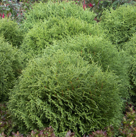 Tuja západná ‘Little Giant’