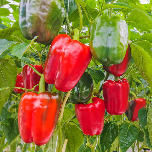 Pusta Dream Lamuyo F1 paprika