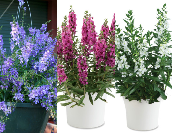 Angelonia 1 Blue, 1 Pink, 1 White