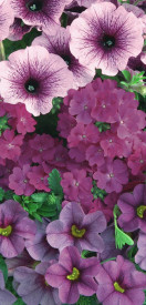 Confetti Garden Purple Cleopatra (4) Akcia!