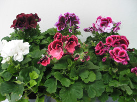 Anglické muškáty, mix farieb