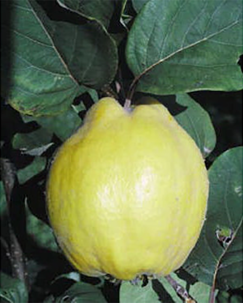 Dula Bereczki s voľným koreňom