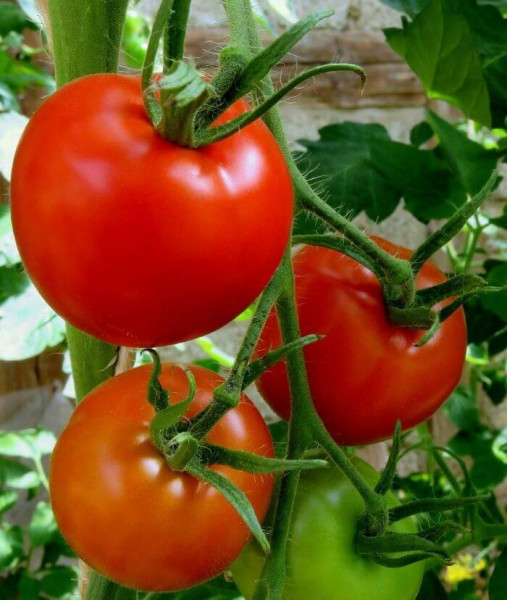 Paradajka Kecskeméti K3