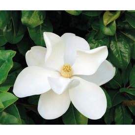 Veľkokvetá stálozelená magnólia