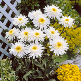 Margaréta Crazy Daisy