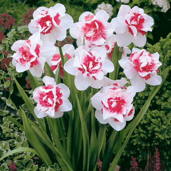 Narcis 'Pink Paradise'