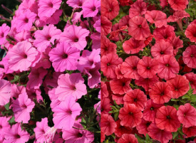 6 Vista petúnií, 3 Scarlet + 3 ružové