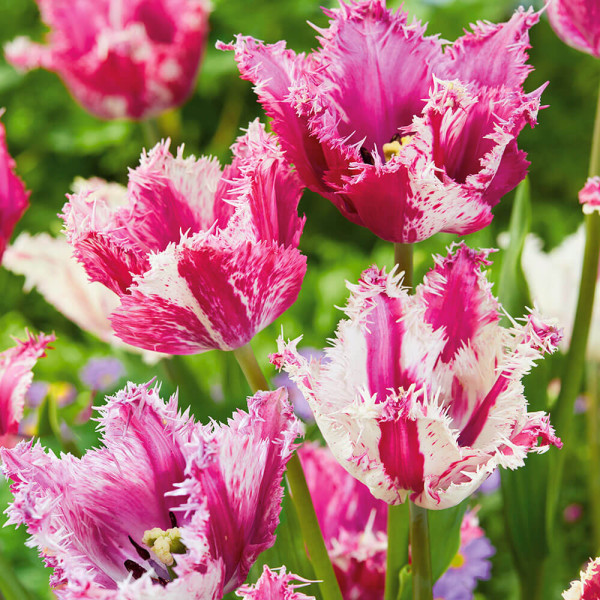 Tulipán 'Purple Circus'