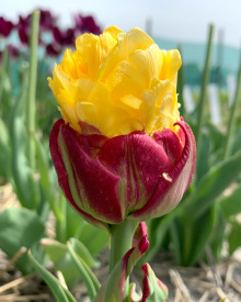 Tulipán 'Ice Cream Banana'