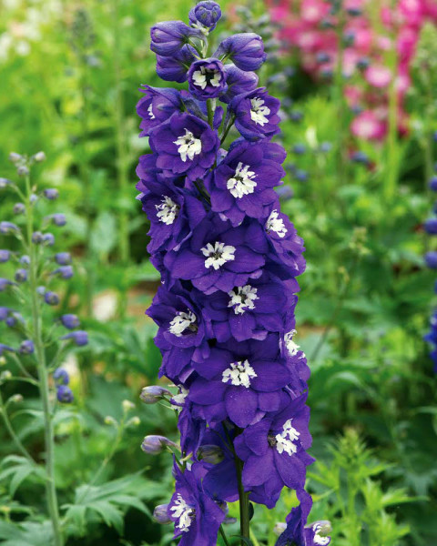 Stračonôžka Blue Star