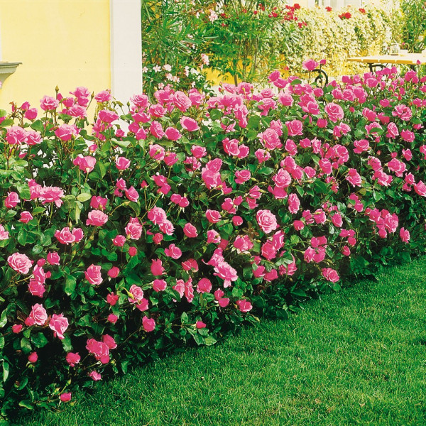 Queen Elisabeth ruža (1)