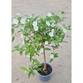 Enciánový stromček, biely