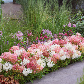 Hortenzia metlinatá Groundbreaker