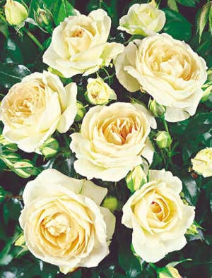 Biela záhonová ruža