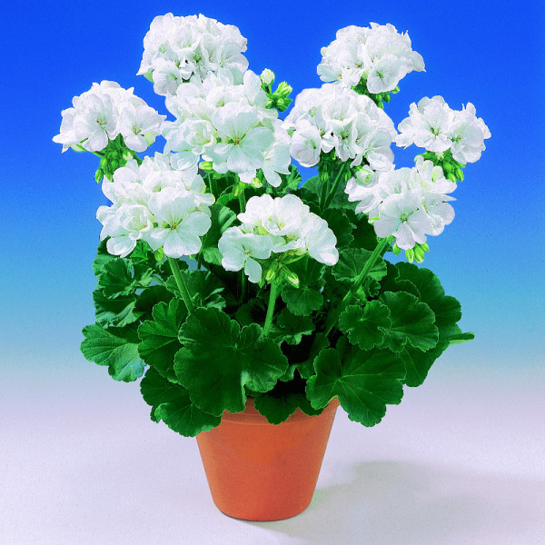 Muškát Sunrise Clarissa (3)