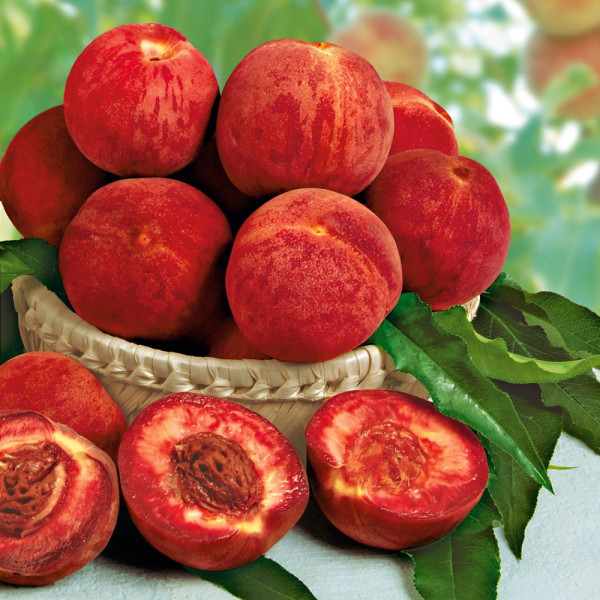 Rubino broskyňa s voľným koreňom