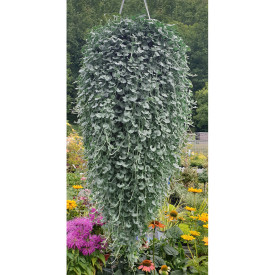 Dichondra Silver Falls (3)