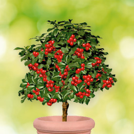 Trpasličia čerešňa