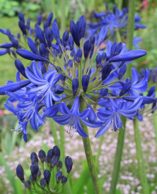 Agapanthus 'Fireworks'