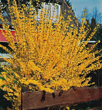 Zlatovka prostredná