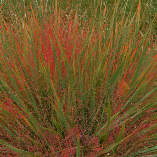 Milota nádherná (1)