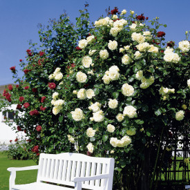 Biela popínavá ruža Schneewalzer