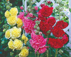 Topoľovka plnokvetá zmes farieb (3)