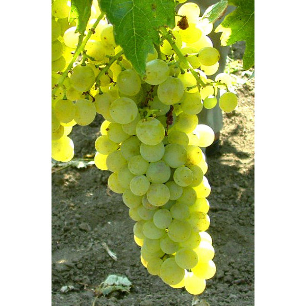 Muškát „Pölöskei“