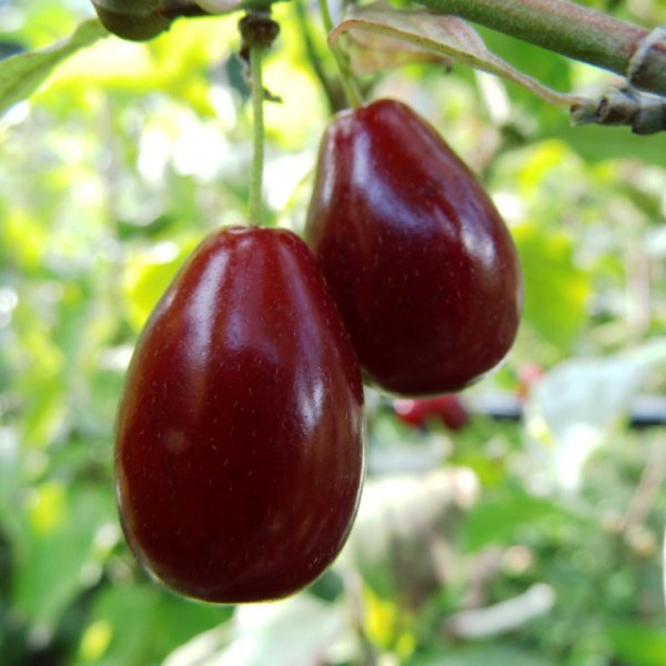 Drieň veľkoplodý Kazanlak