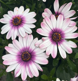 Africká sedmokráska - Osteospermum