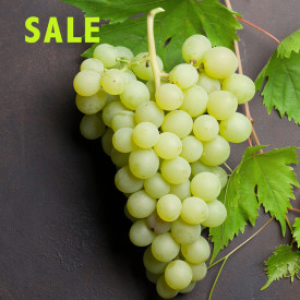 Biele bezsemenné hrozno Picurka