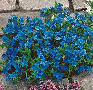 Kamejka modrá "Heavenly Blue"