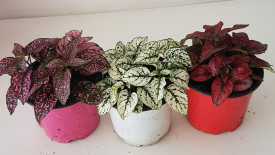 Hypoestes