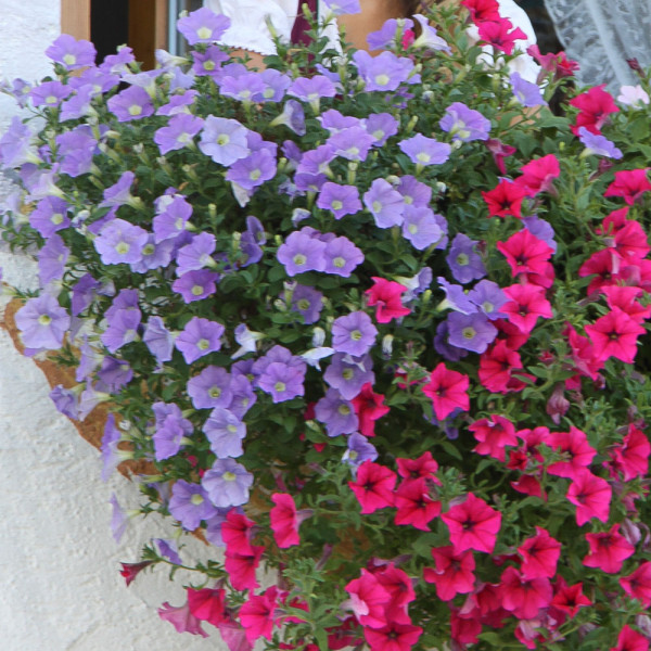 AlpeTunia Light Blue (3)